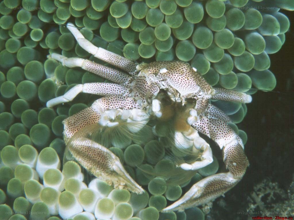 crab on sea anemone