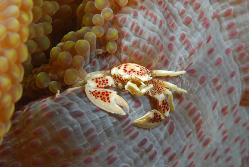 Crab on sea anemone
