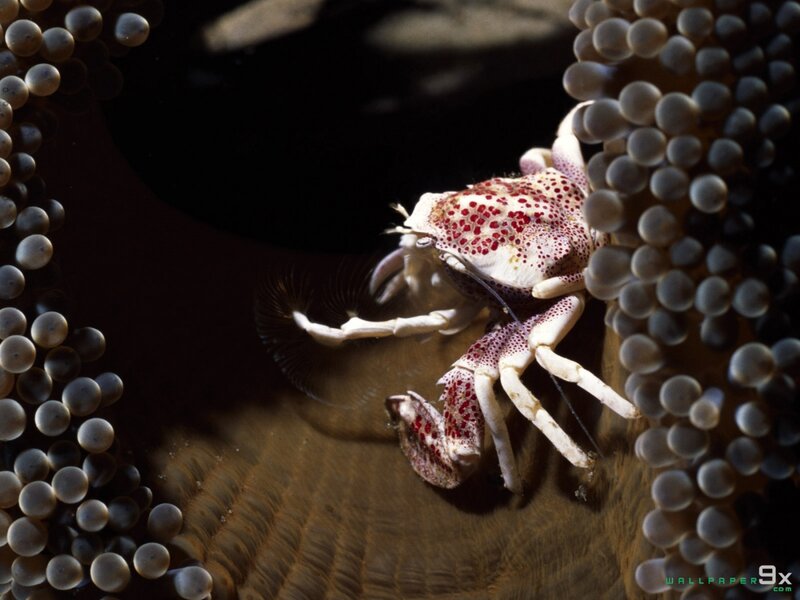 Crab on Sea Anemone — White, Dramatic