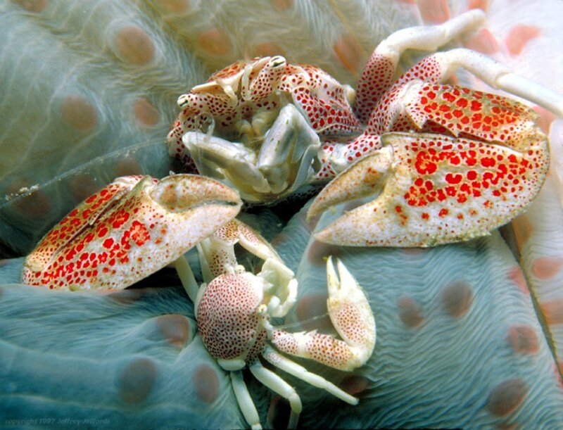 Crab on Sea Anemone — White
