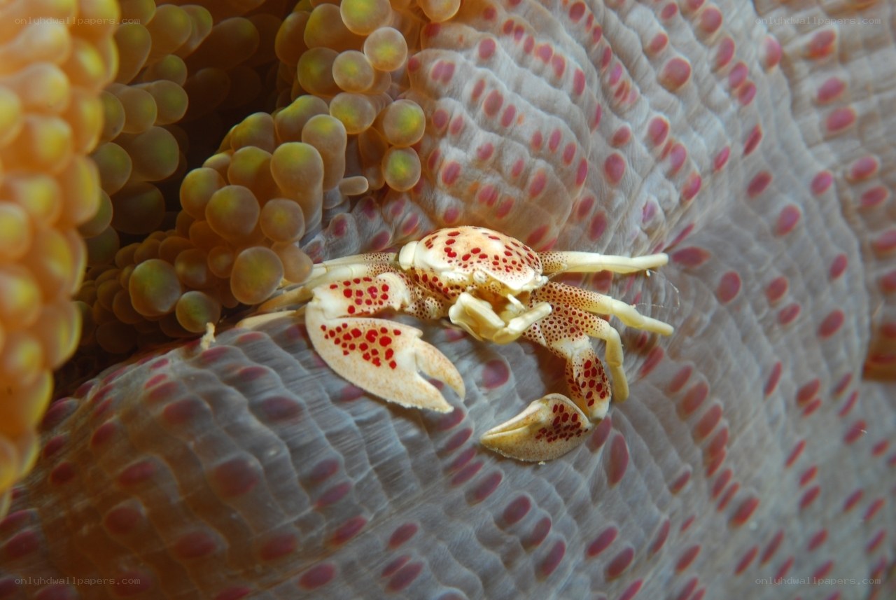 Crab on sea anemone
