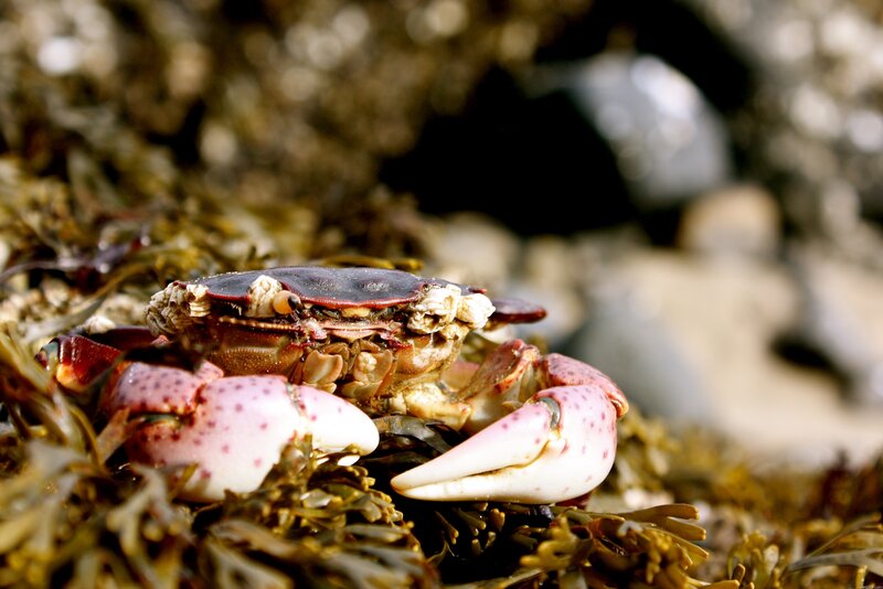 Crab on Seaweed — Brown, Natural