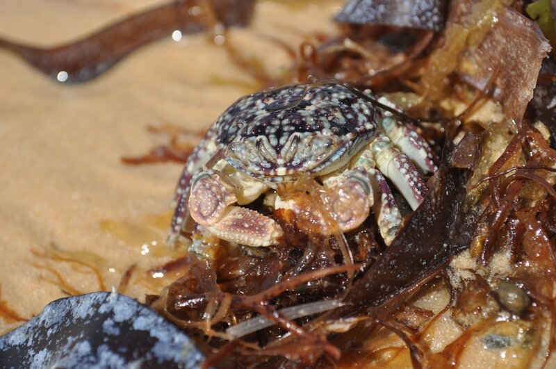 Crab on Seaweed — Brown