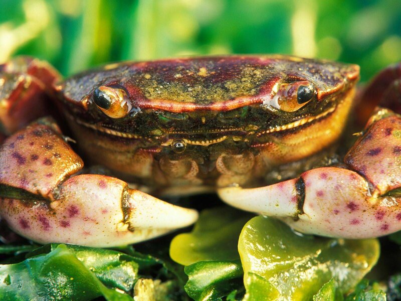 Crab on Seaweed