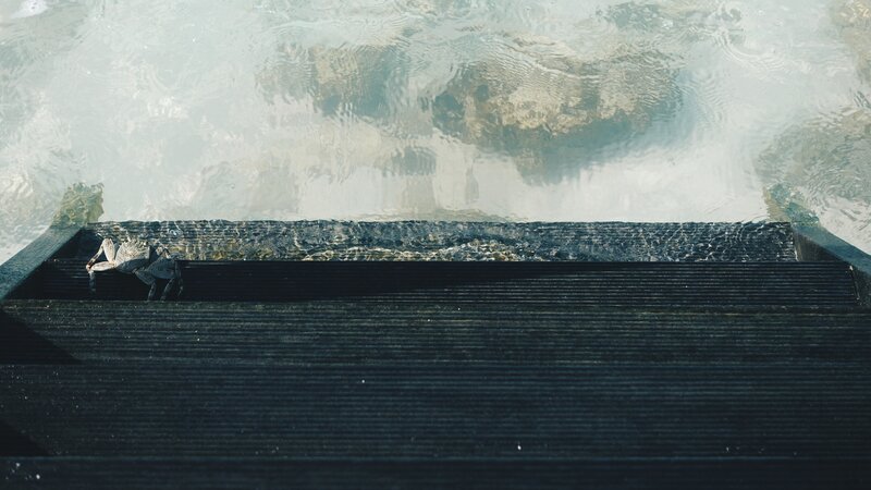 Crab on Steps