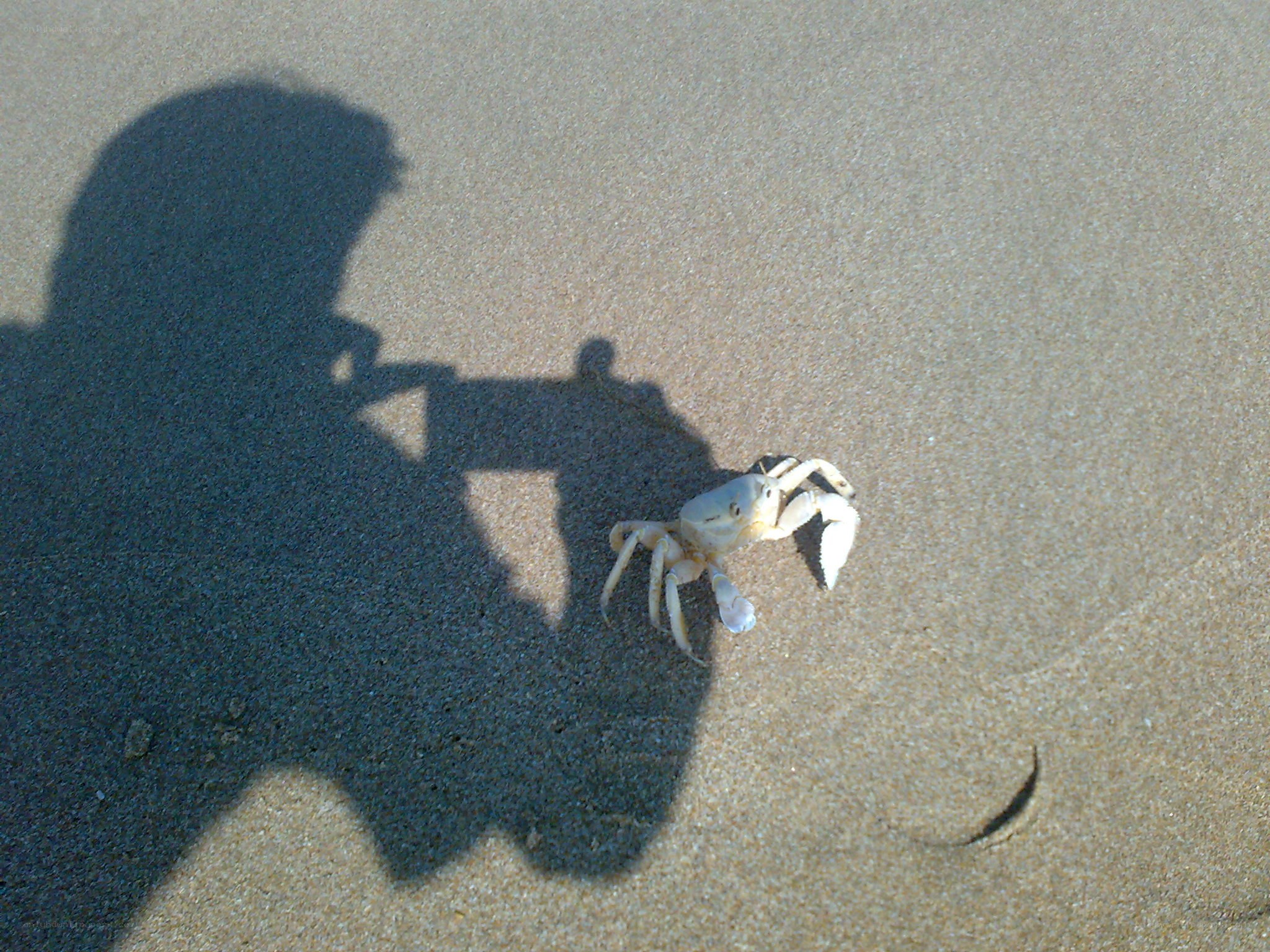 Crab on the beach with shadow