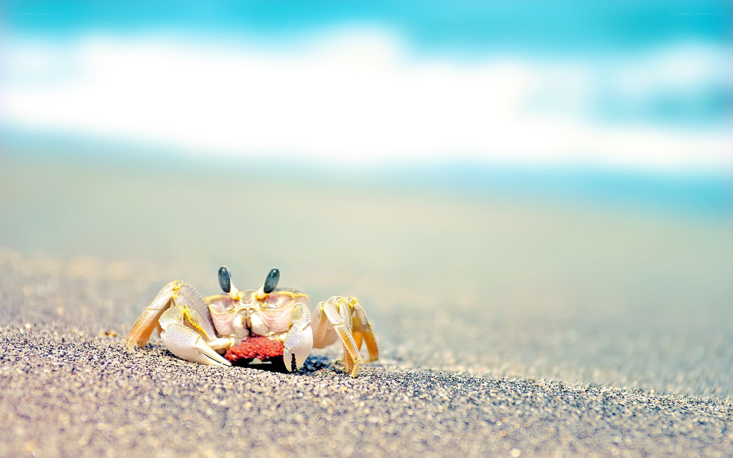 Crab on the beach