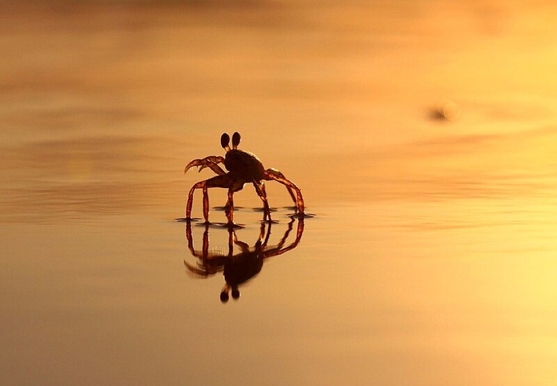 Crab on water at sunset