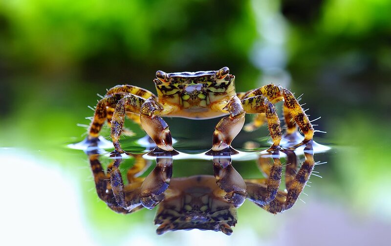 Crab on Water Surface