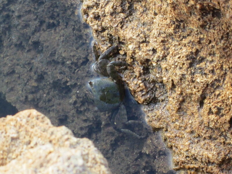 Crab on Wet Rock — Brown