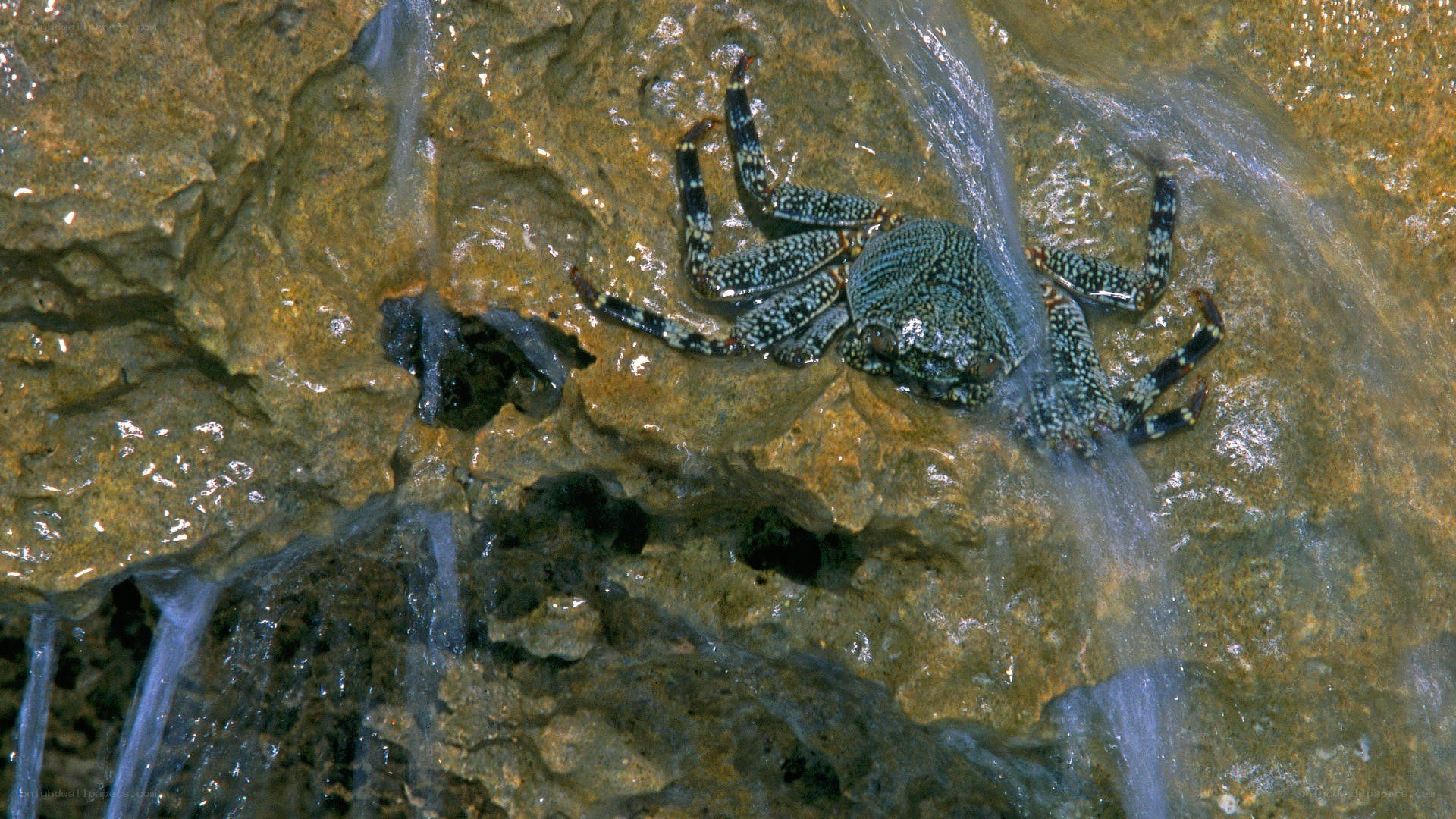 crab on wet rock