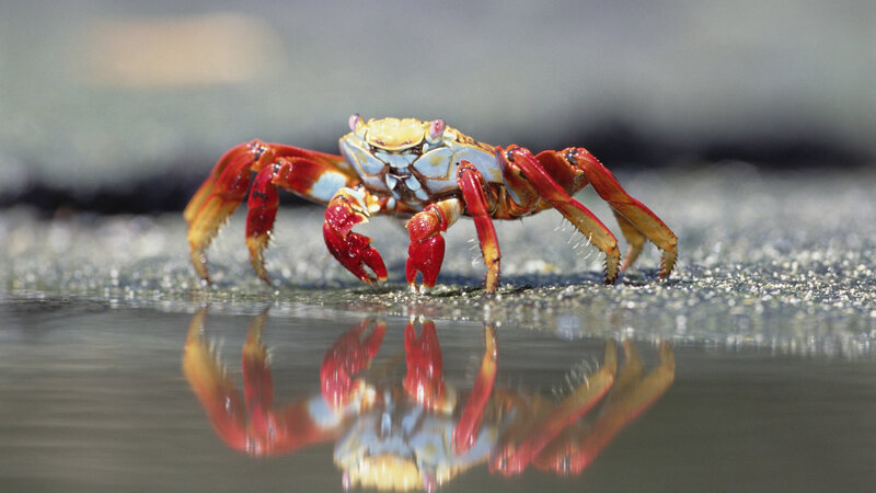 Crab on wet sand