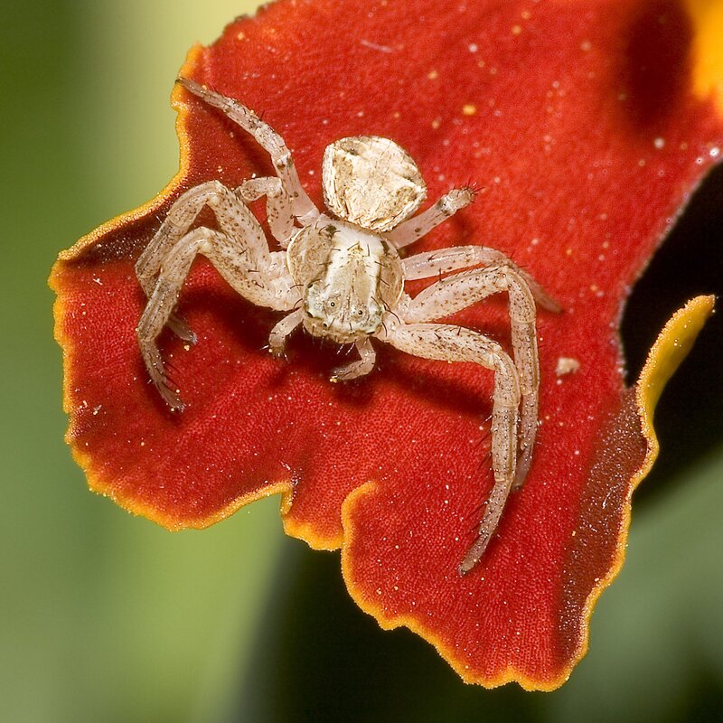 Crab Spider on Flower