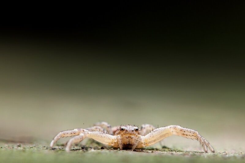 Crab Spider on Leaf