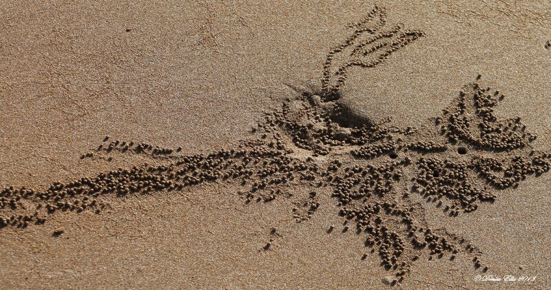 Crab Tracks in Sand