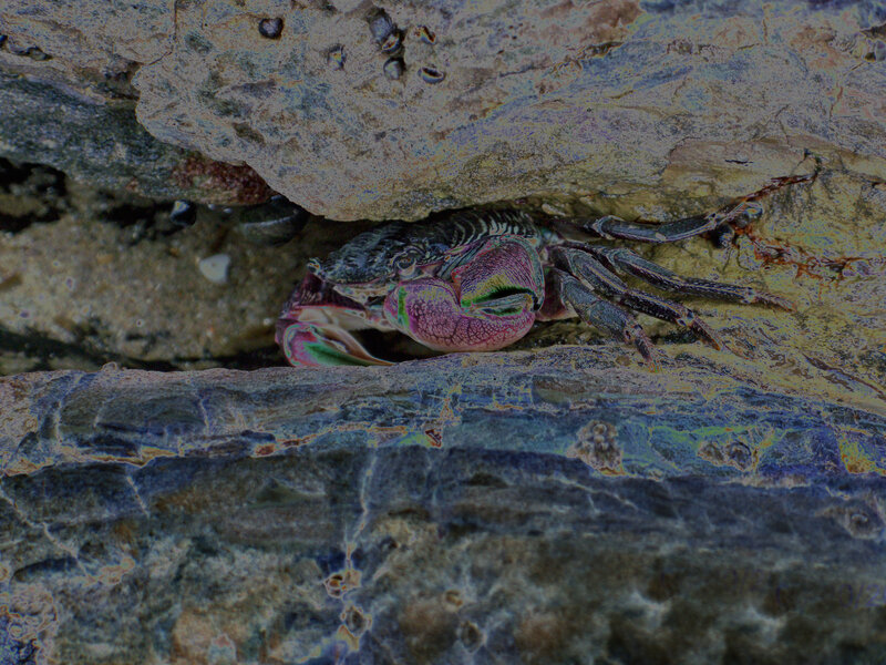 crab under a rock