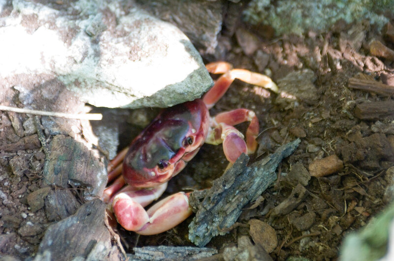 crab under a rock
