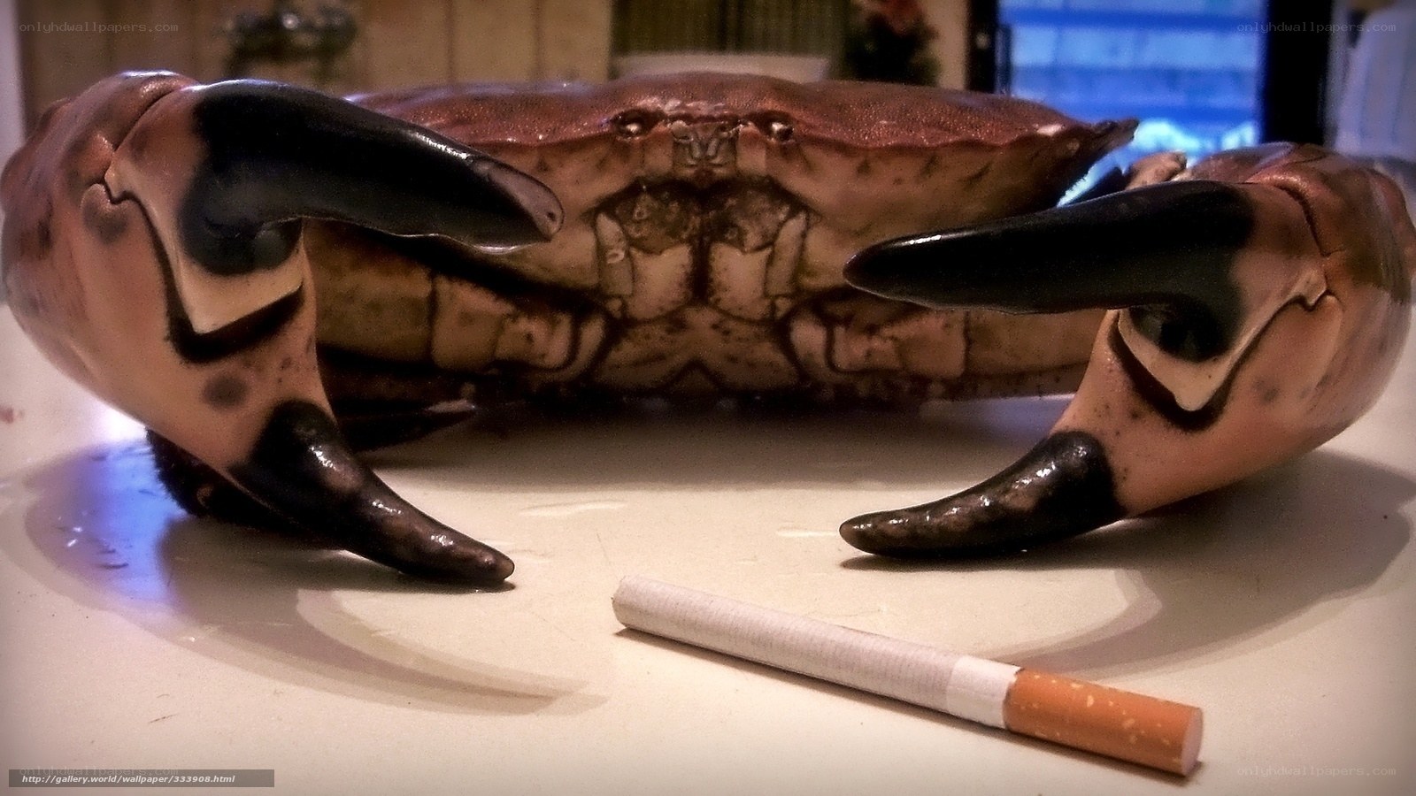 Crab with cigarette for scale