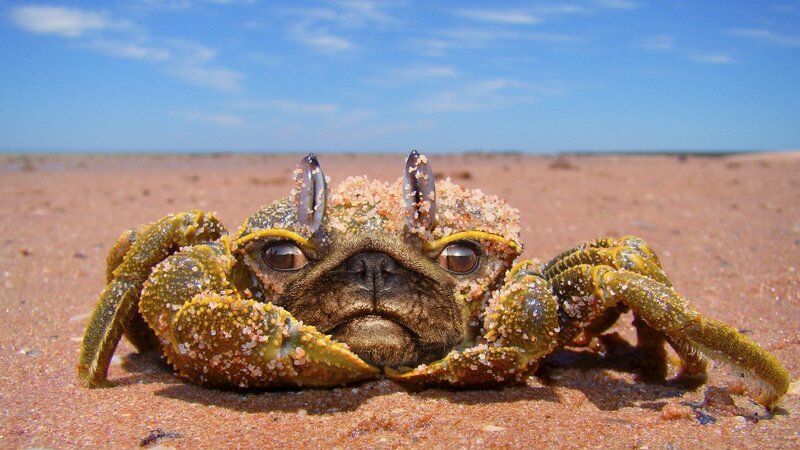 Crab with Dog Face
