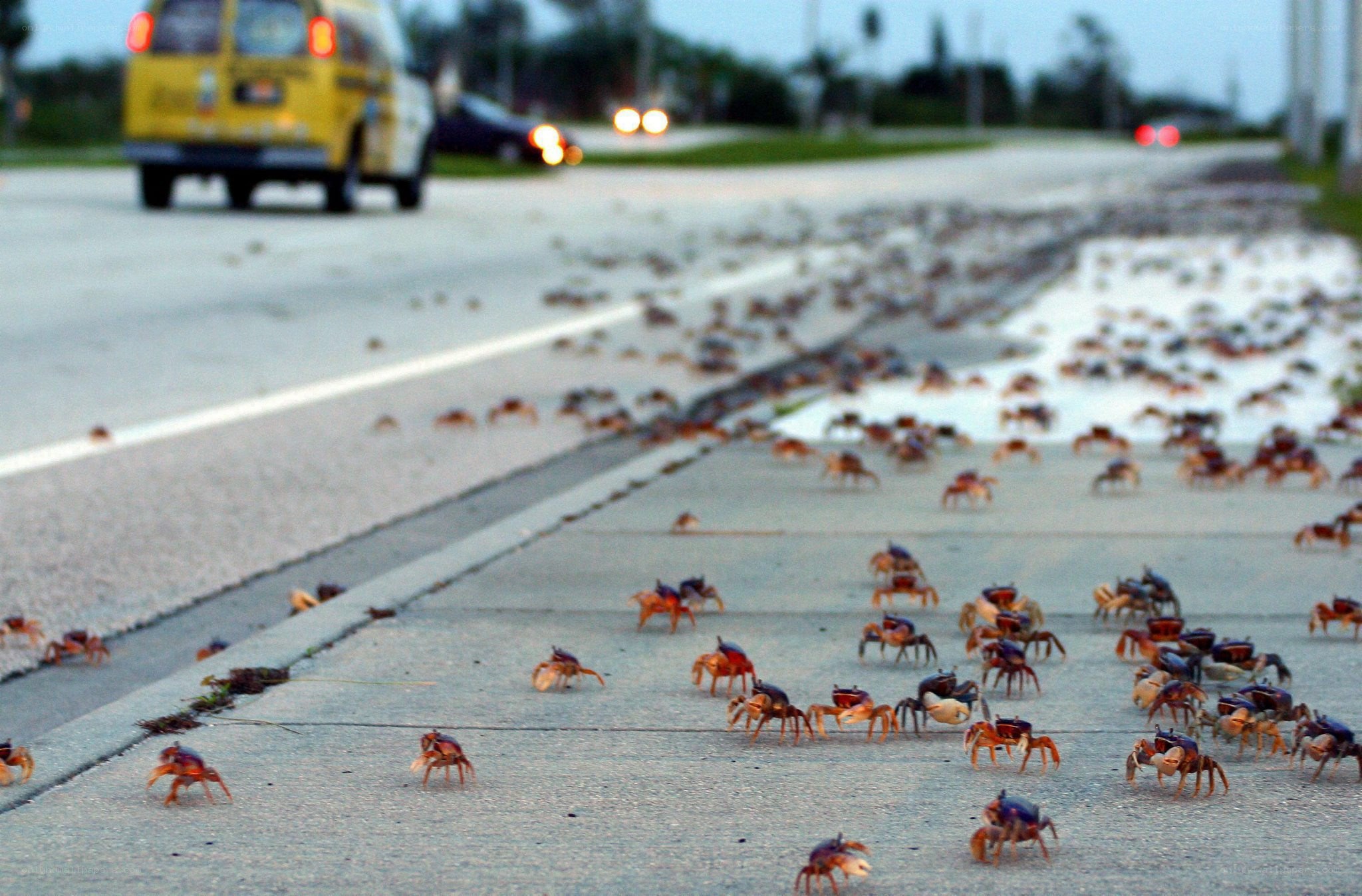 crabs crossing road at dusk