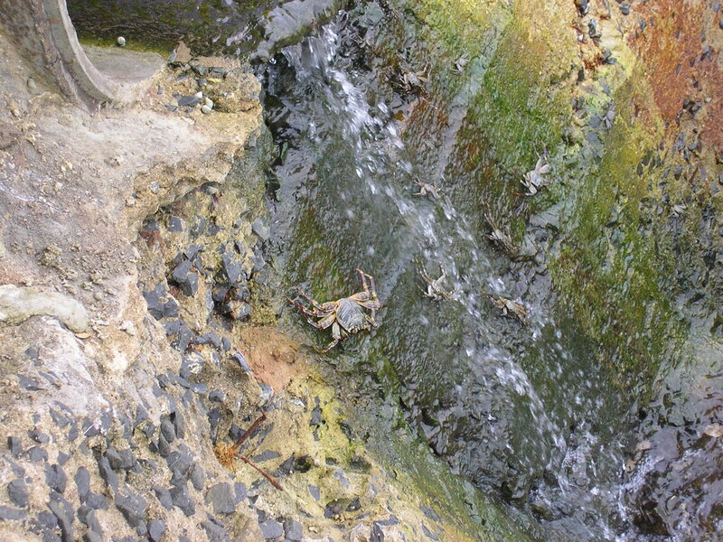 Crabs in a Stream