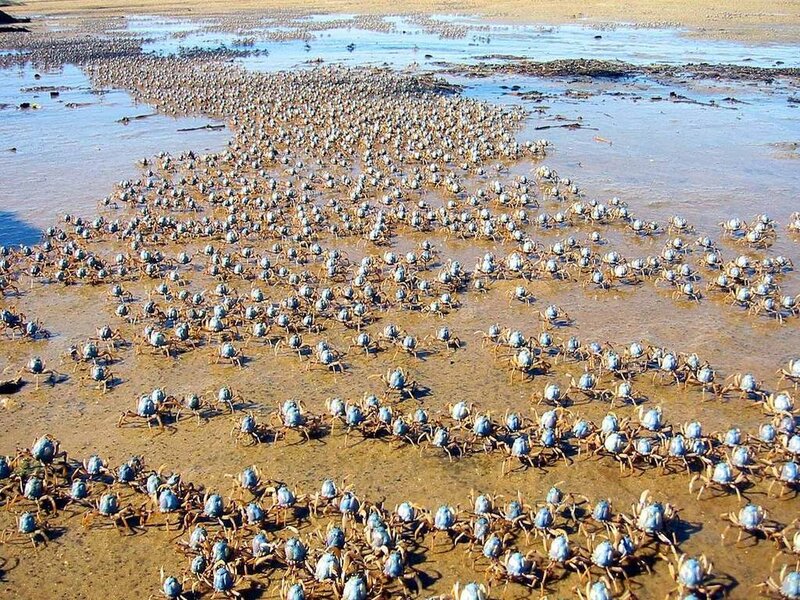 crabs on a beach