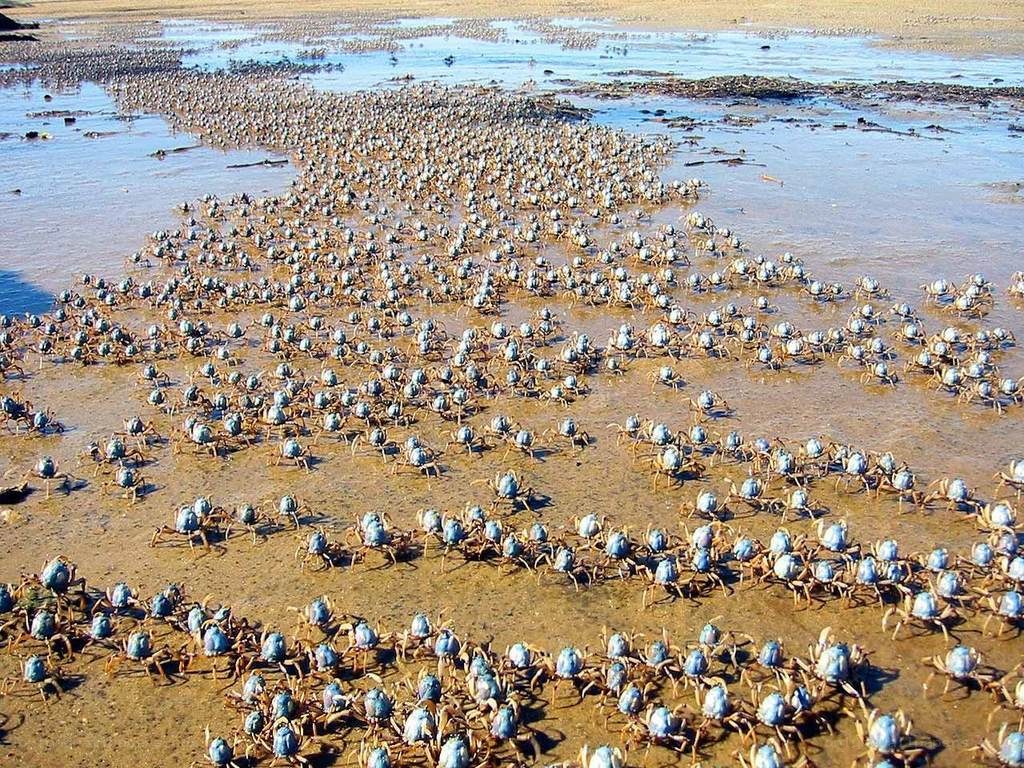 crabs on a beach