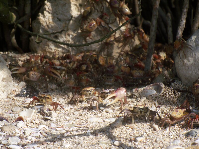 Crabs on Sandy Ground
