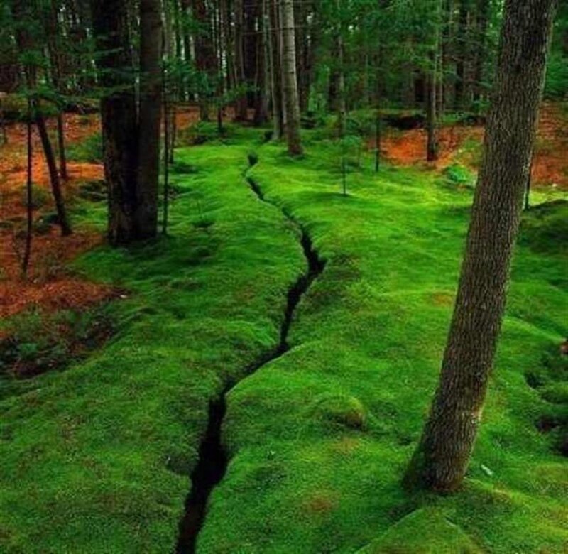 Crack in Forest Floor