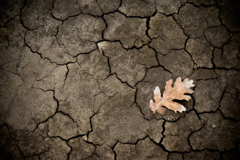 cracked dry earth with leaf