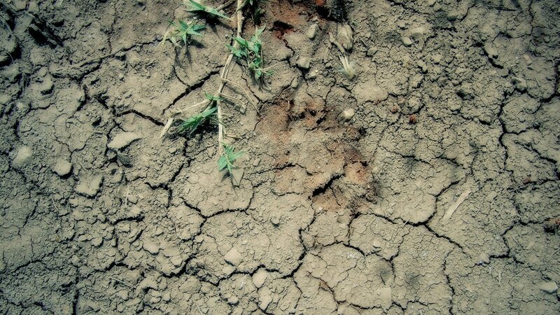 cracked dry soil with sparse grass
