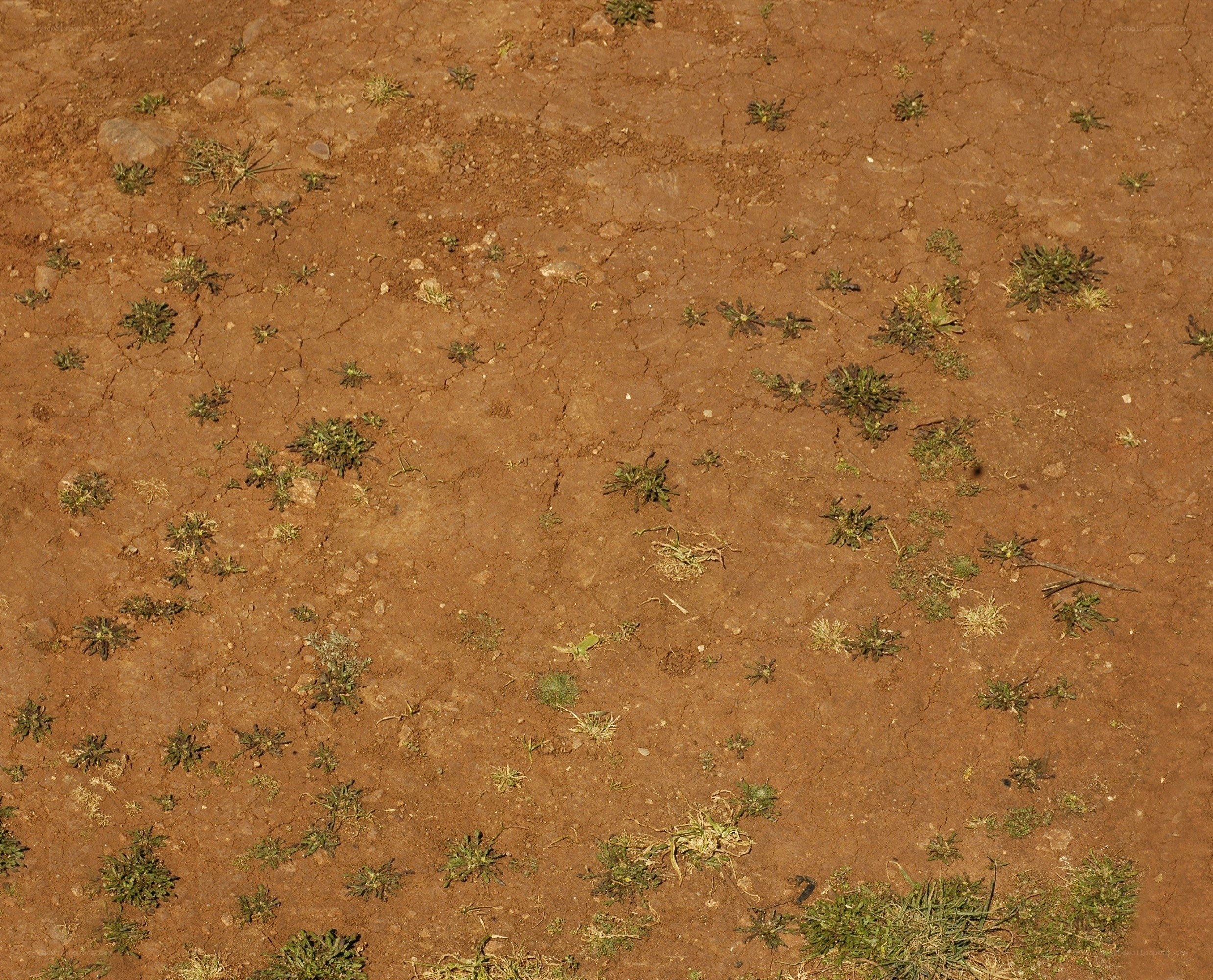 cracked dry soil with sparse plants
