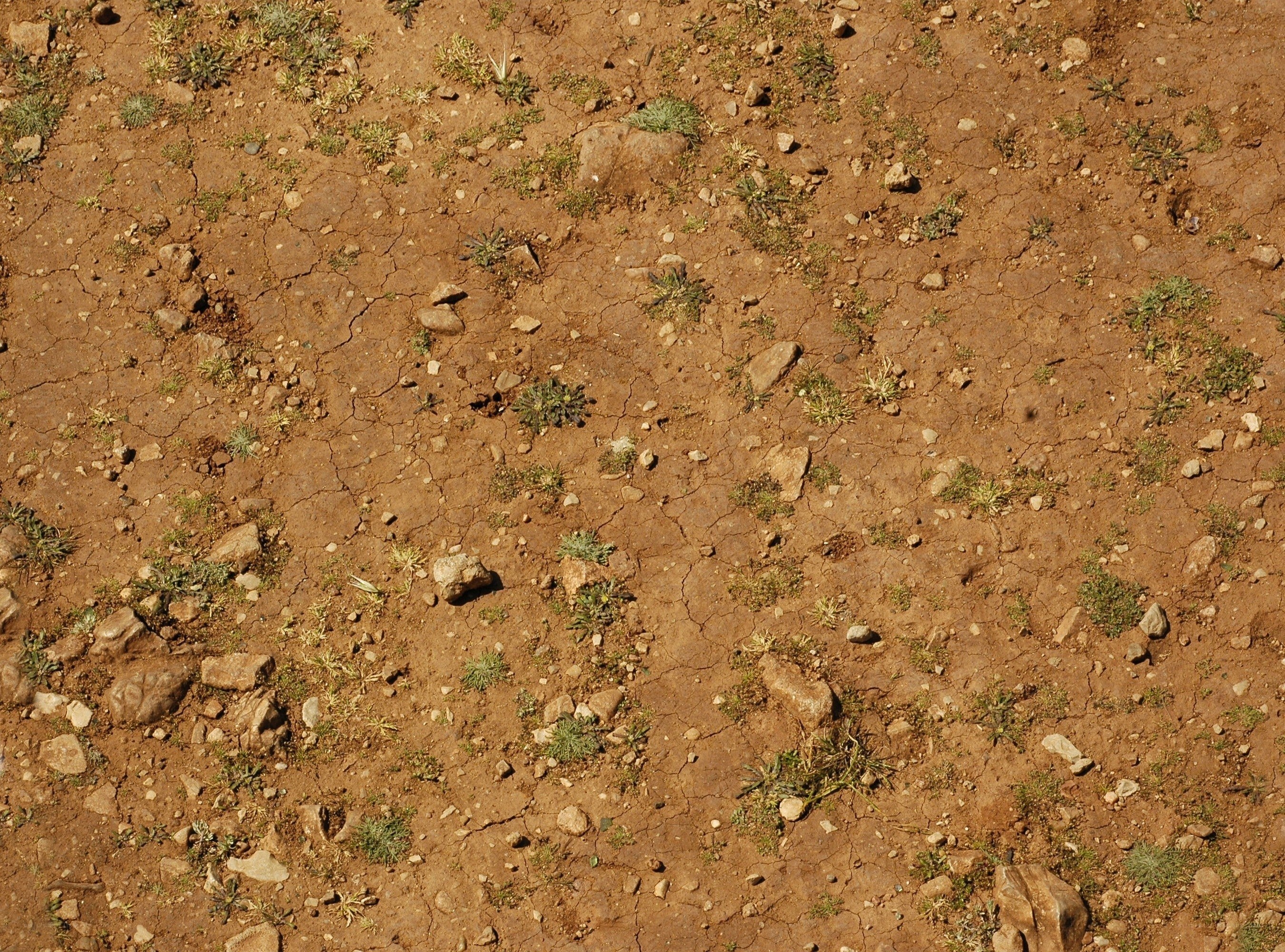 cracked dry soil with sparse plants