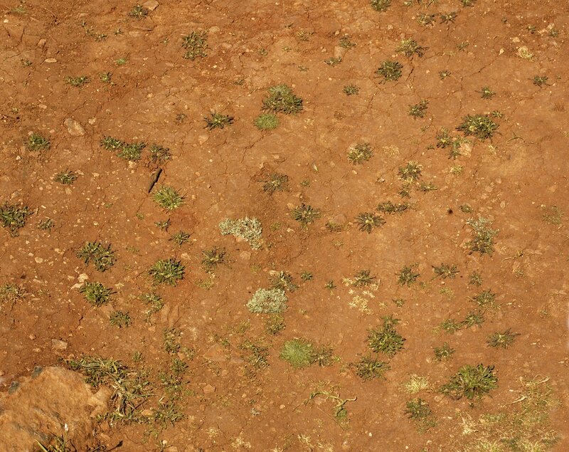 cracked dry soil with sparse plants