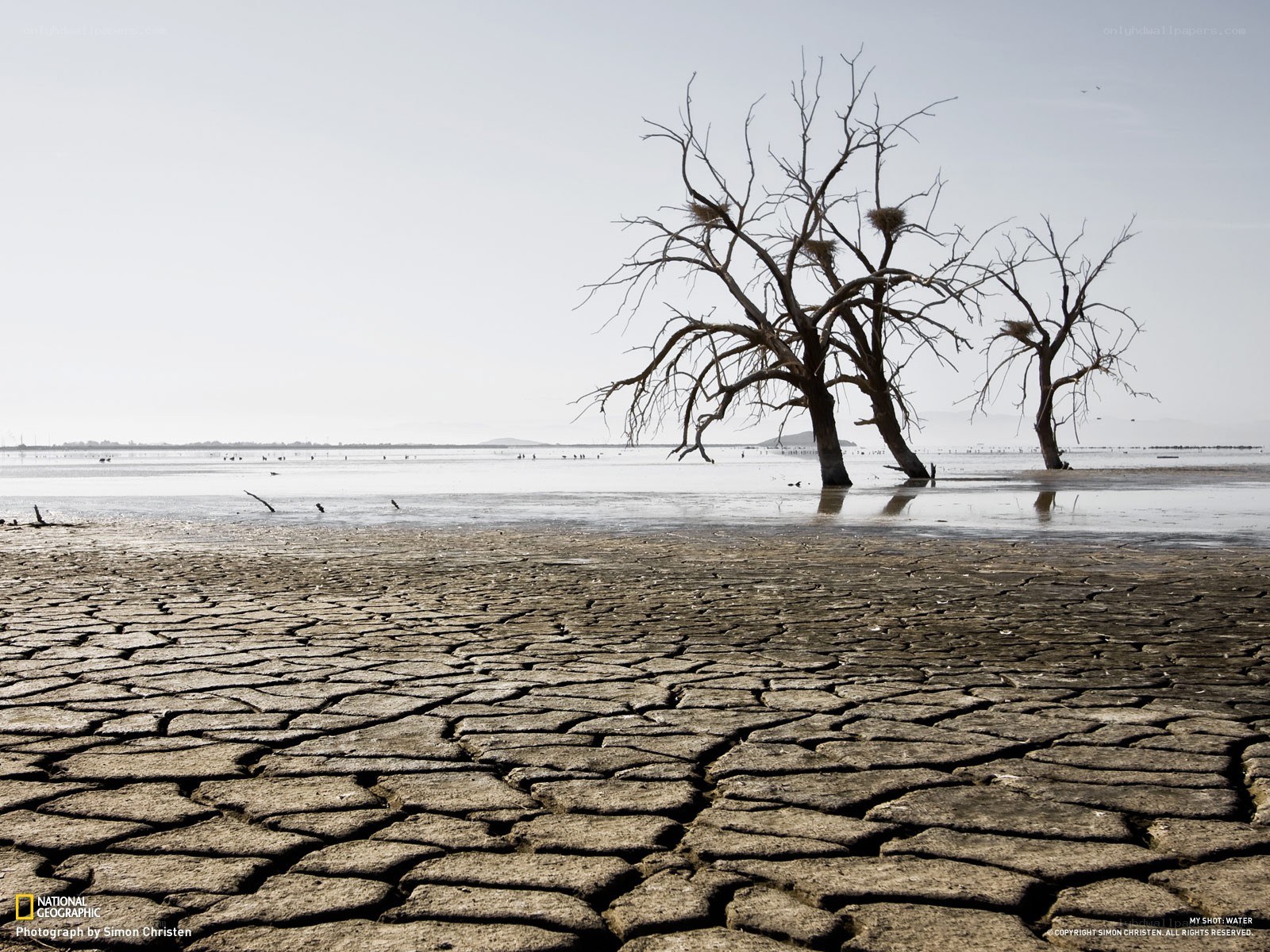 Cracked Earth and Dead Trees