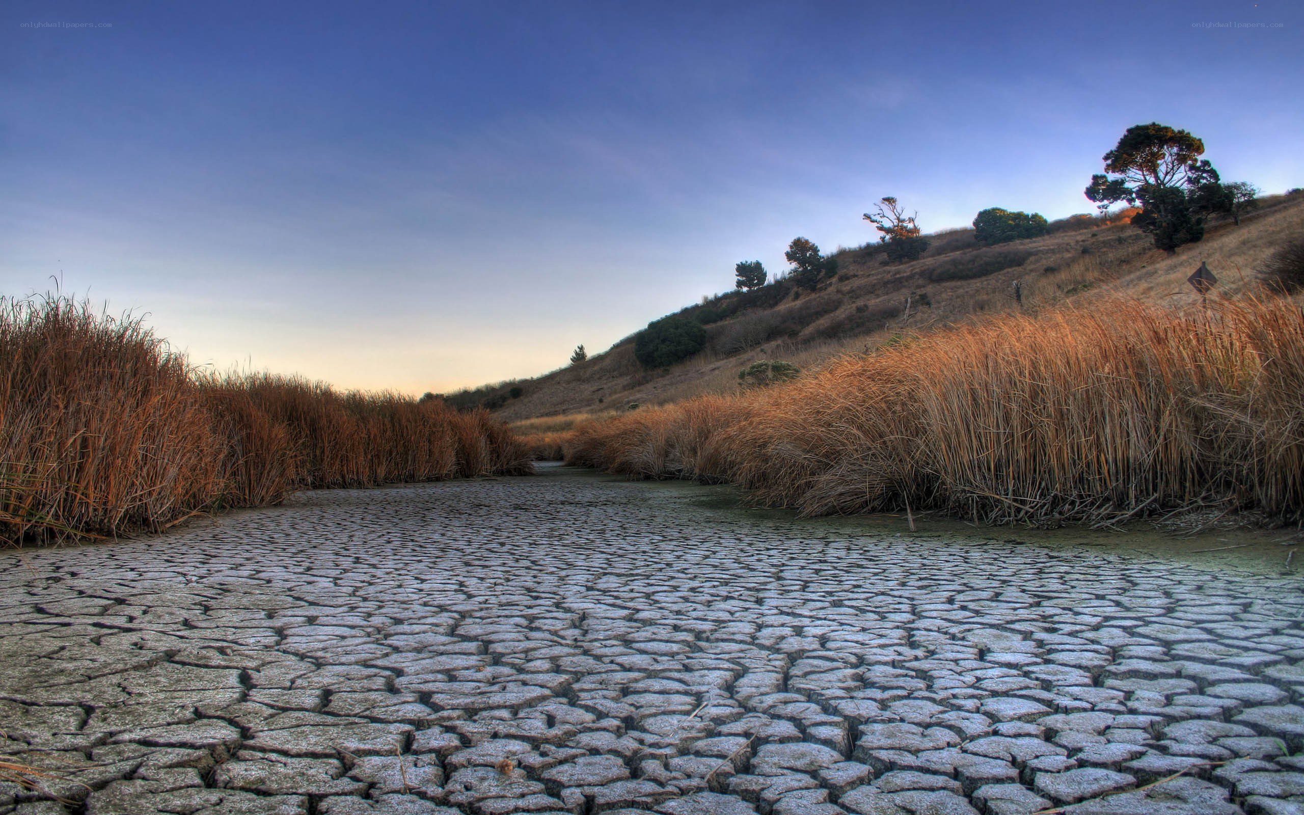 Cracked earth in dry landscape