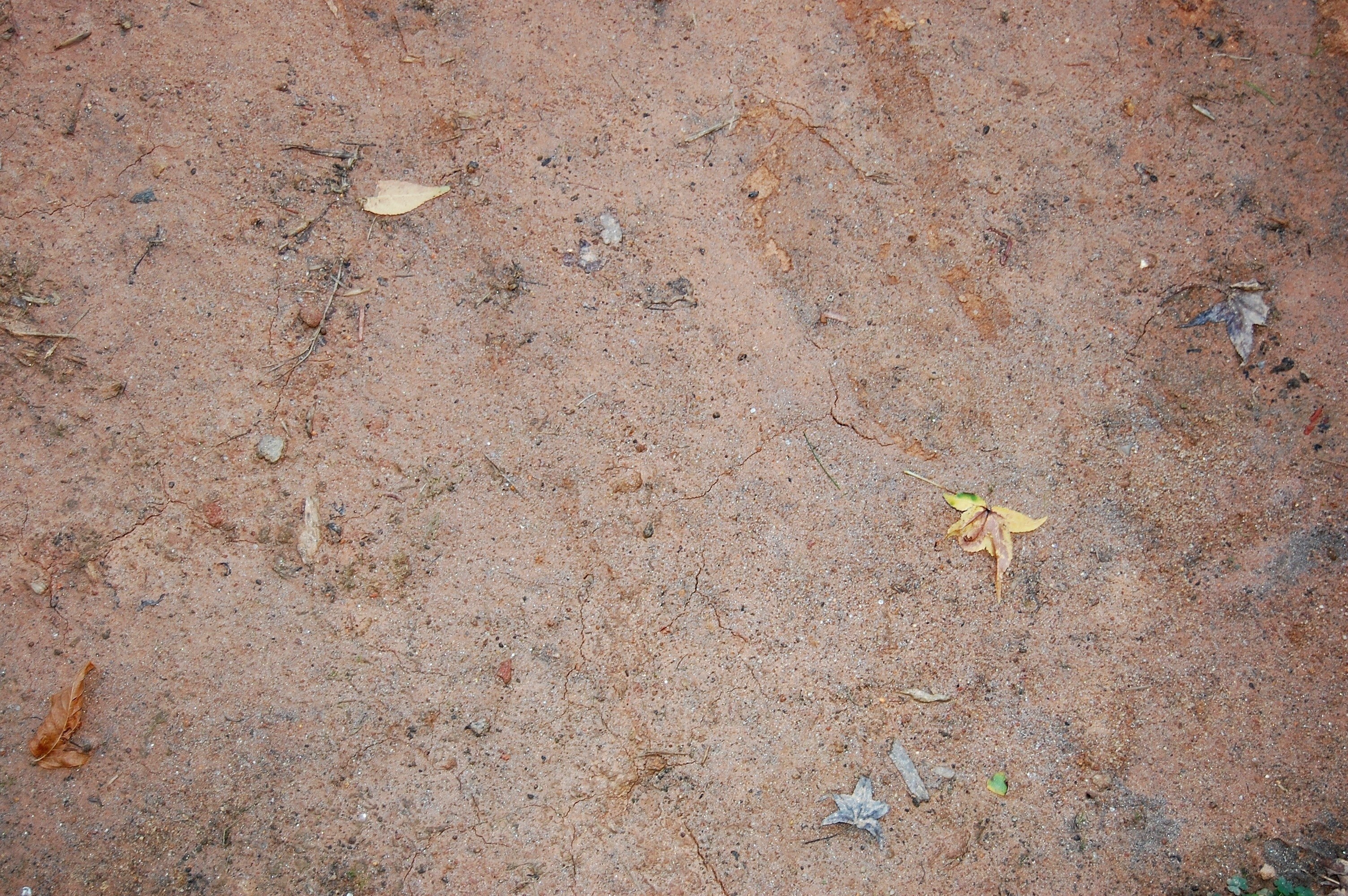 cracked earth with scattered leaves