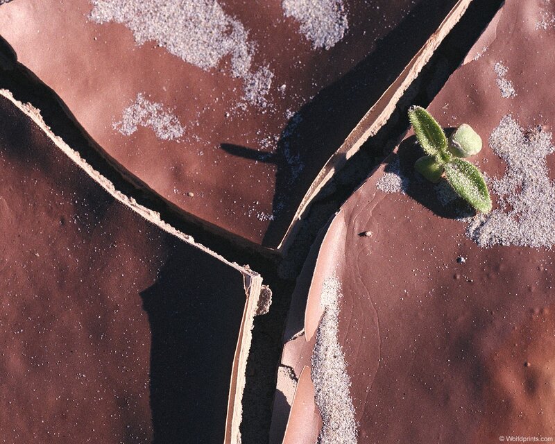 cracked earth with sprout