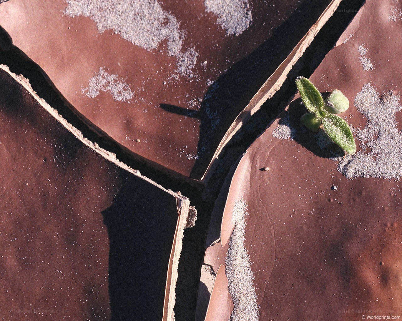 cracked earth with sprout