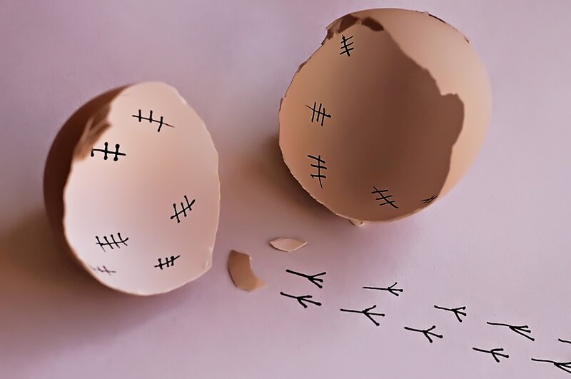 Cracked Egg Shells