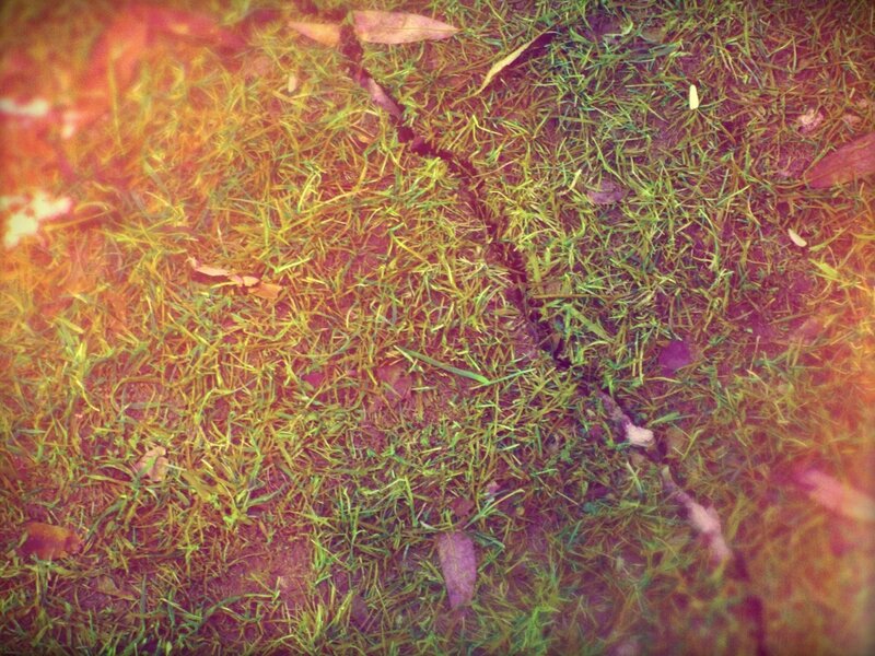 Cracked Grass Ground