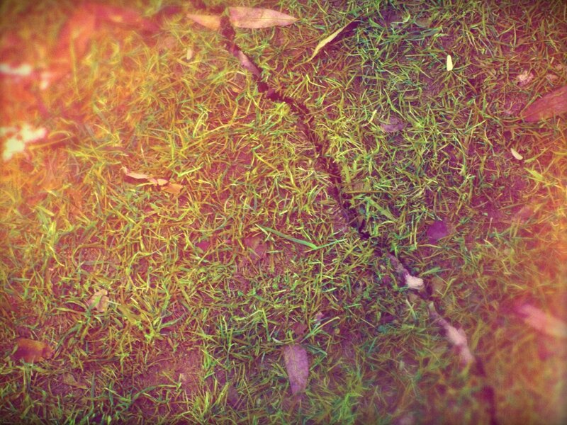 cracked ground with grass