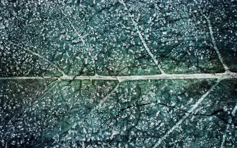 Cracked Leaf Surface