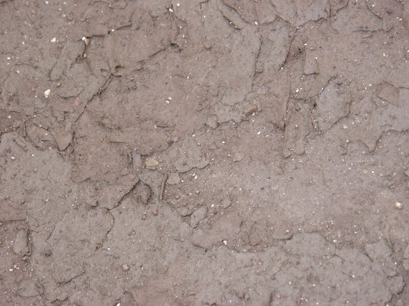Cracked Muddy Ground