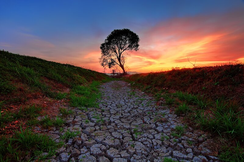 Cracked Path with Lone Tree