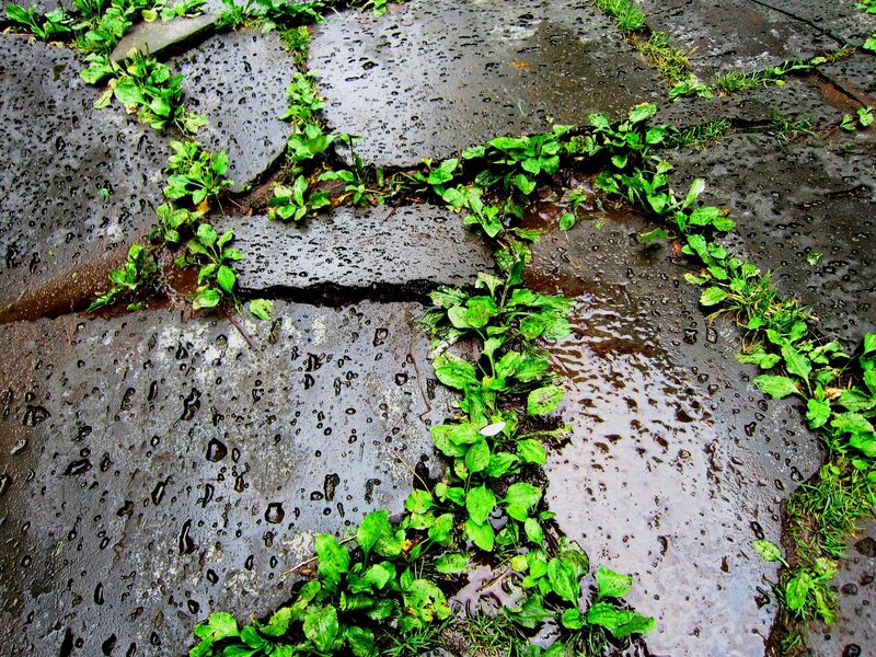 Cracked Pavement with Weeds — Green