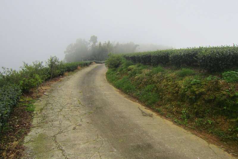Cracked Road in Fog