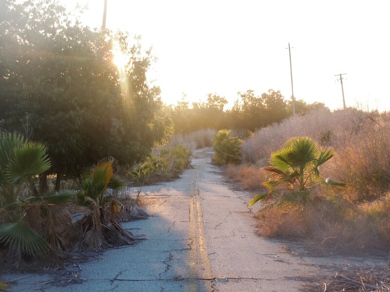 Cracked Road with Palm Trees