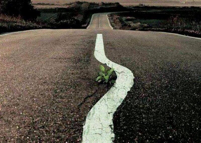 Cracked Road with Plant