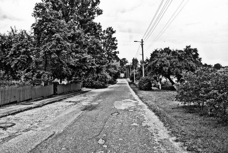 Cracked Road with Trees